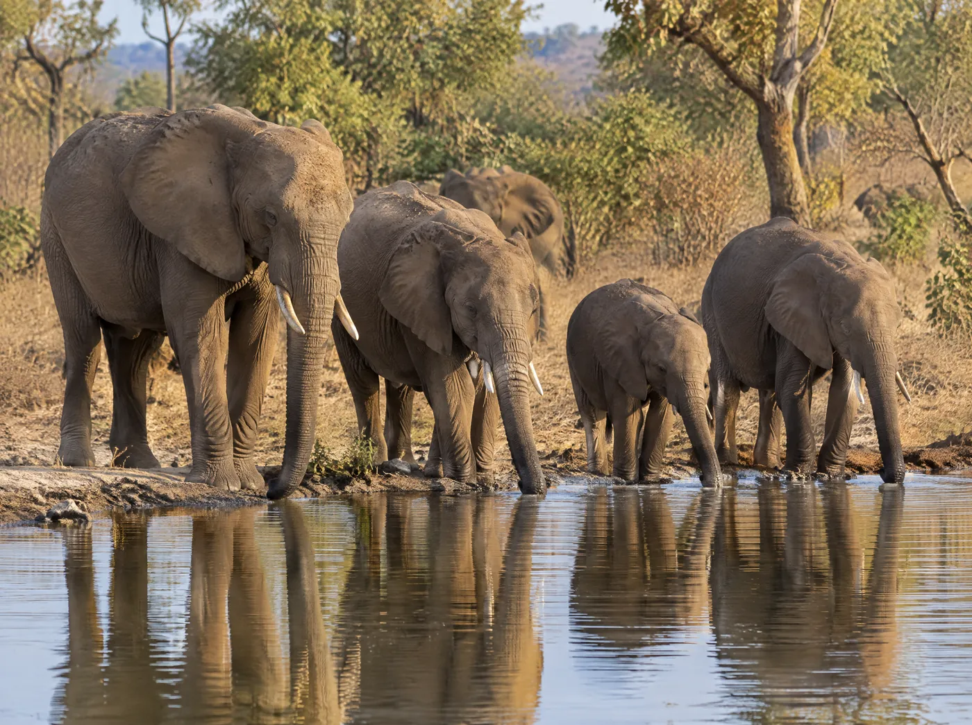 Elephants drinking at a waterhole in Mole National Park